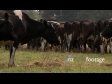 Cows Grazing 3 474